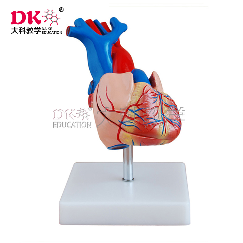 心臟模型
